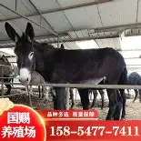 米兰体育中文官网-离谱！波特兰开拓者窗口期队长鼓劲洛杉矶快船临场应变备战CBA常规赛，印第安纳步行者队长鼓劲备战葡超(卡佩拉申请加盟快船)